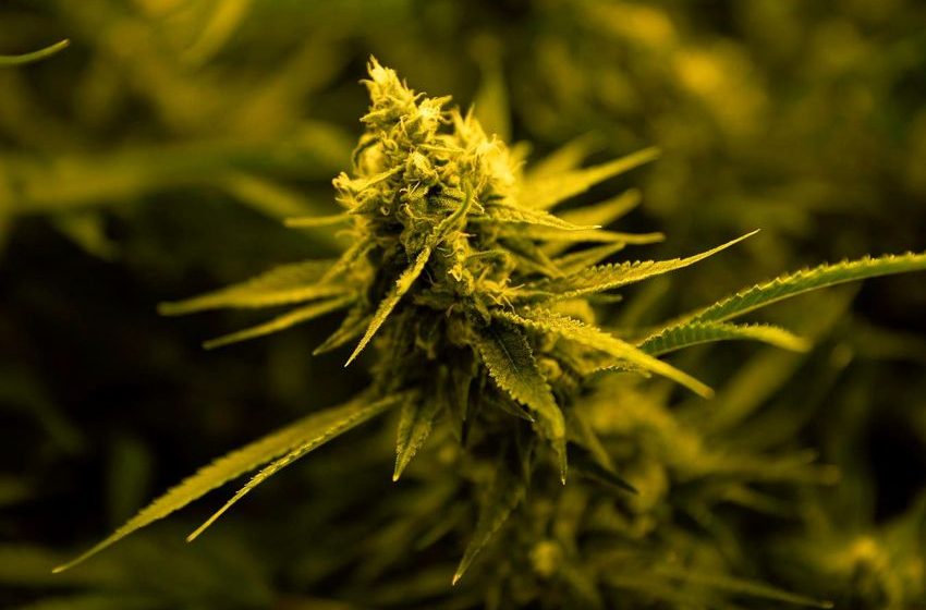 Texas Lawmakers Approve Bill To Expand Medical Cannabis Program