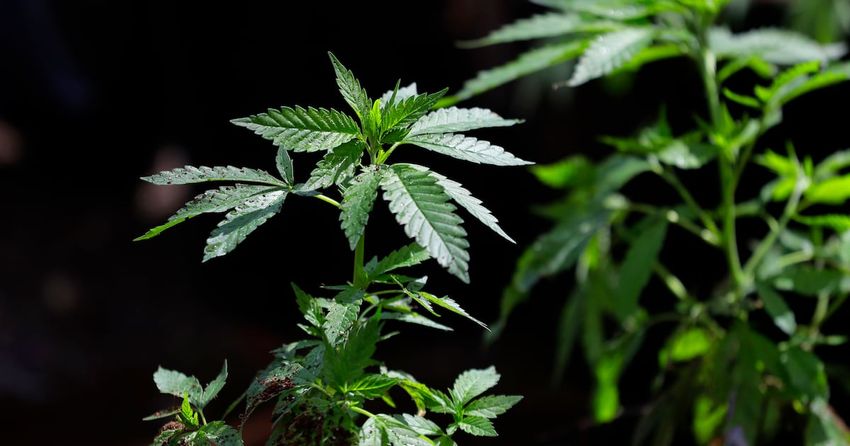 New bill introduced to legalize marijuana in Pennsylvania