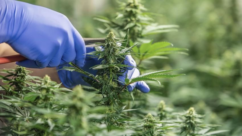 Joint venture: Three medical cannabis firms propose roll-up into one united firm
