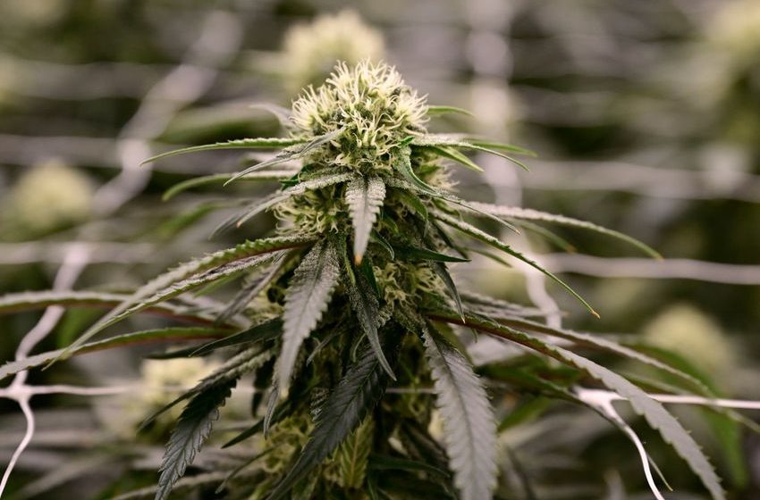  Judge dismisses Mammoth Farms’ lawsuit against Colorado Marijuana Enforcement Division