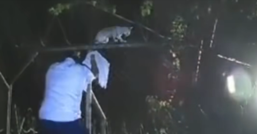 Video shows drug-smuggling cat caught by prison guards