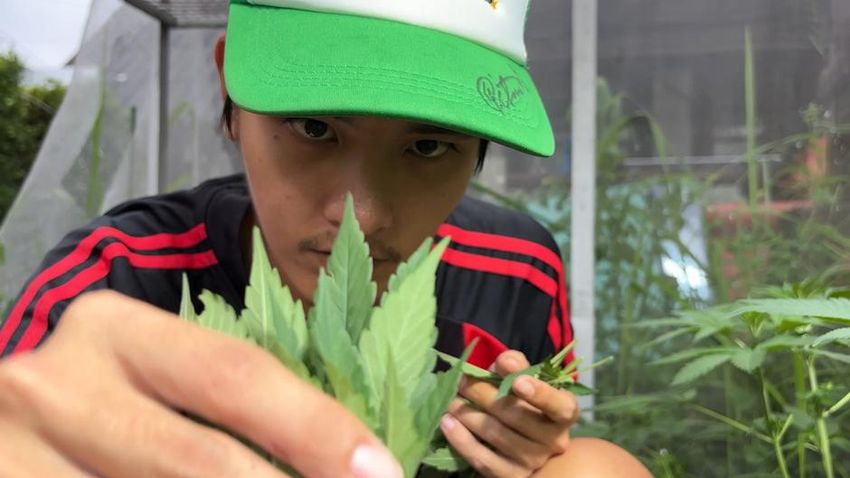  Thailand set to U-turn on recreational cannabis use