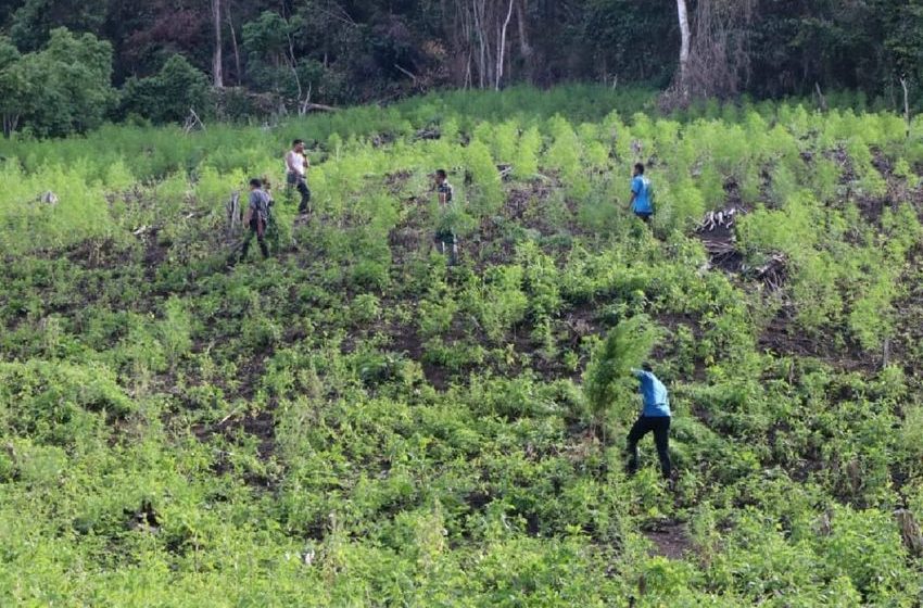 Indonesian military destroys 3-ha marijuana field in Aceh