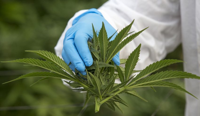  Australian Cannabis Growers Warn Of ‘Catastrophic Failures’ As Imported Products Flood Market