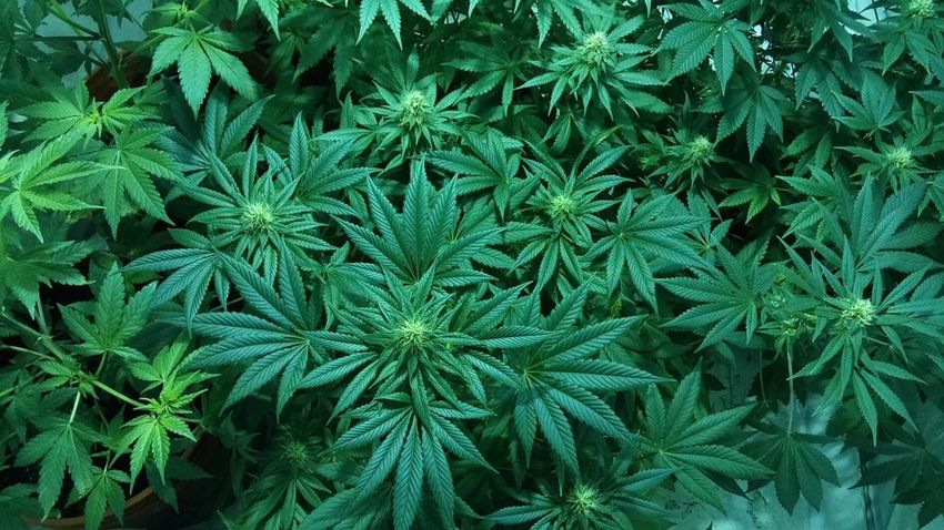 Doctors urge caution as access to recreational marijuana expands in Minnesota