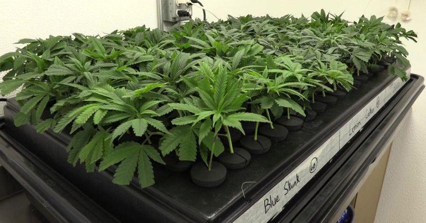 Pennsylvania House advances bill legalizing recreational marijuana