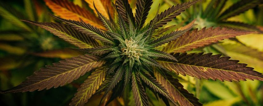 Cannabis Compound Could Protect Us From Deadly Fungal Disease