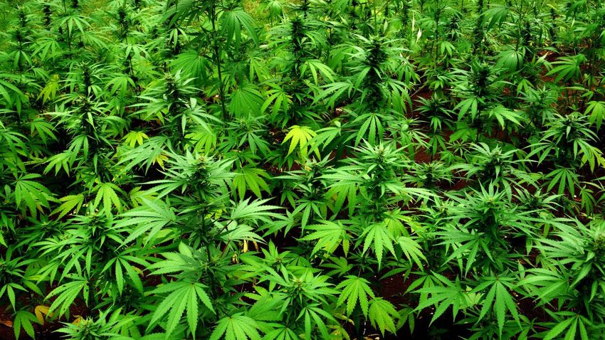 Big Cannabis Remains Bullish On Florida
