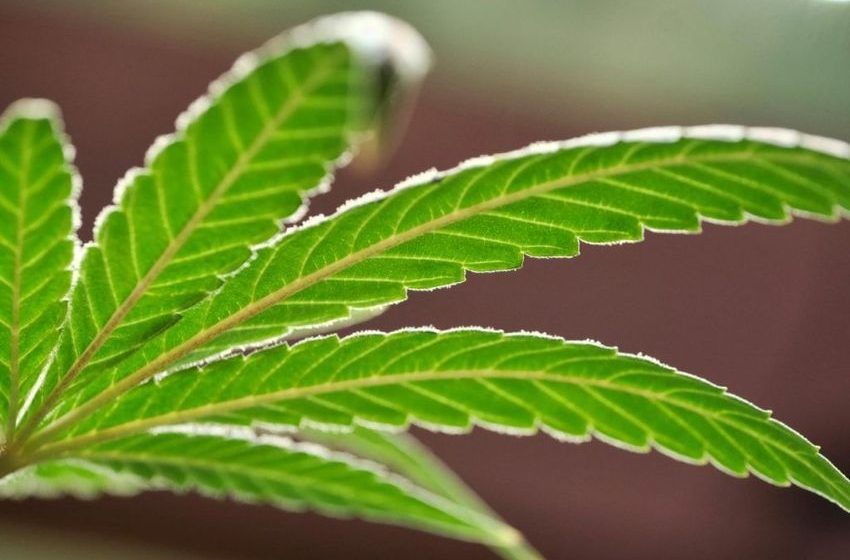 Mass. House approves bill overhauling oversight at Cannabis Control Commission