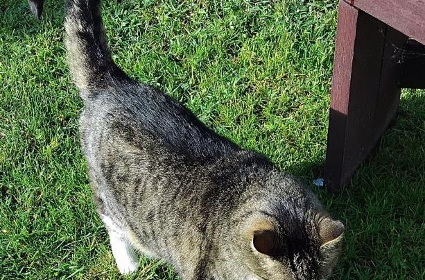 Monday: Hili dialogue