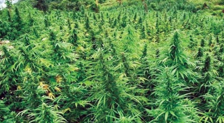 Marijuana worth 4,200 kg seized hidden in vegetable truck