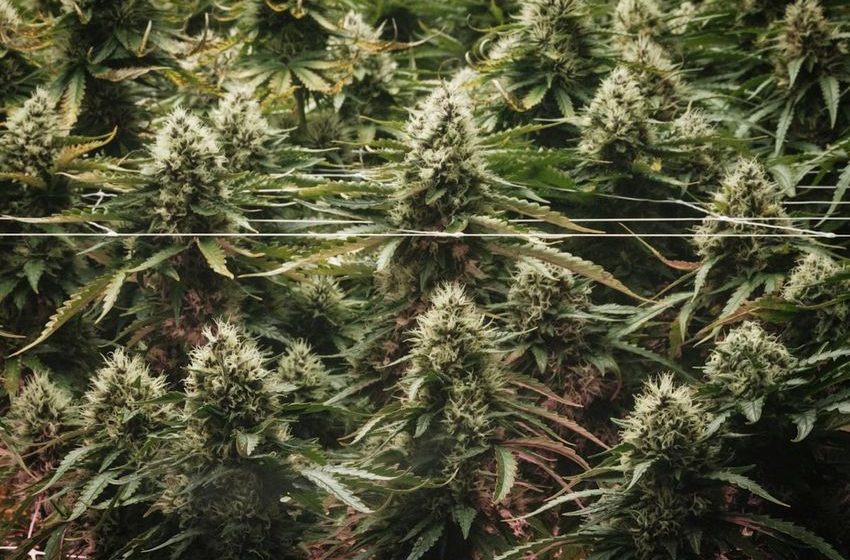 New study finds cannabis edibles raise risk of premature heart disease