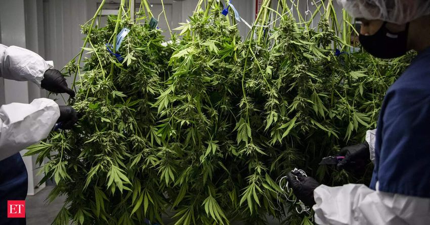 This discovery in Cannabis DNA will change how you see weed forever; 33 genetic markers explained