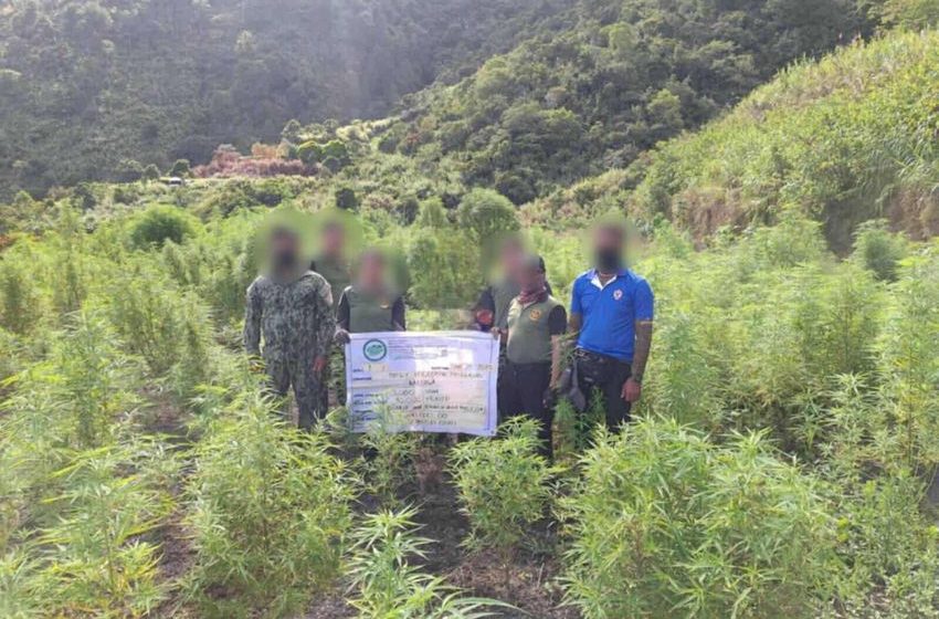 Baguio City: PHP9.6 MILLION ESTIMATED WORTH OF MARIJUANA BURNED IN KALINGA