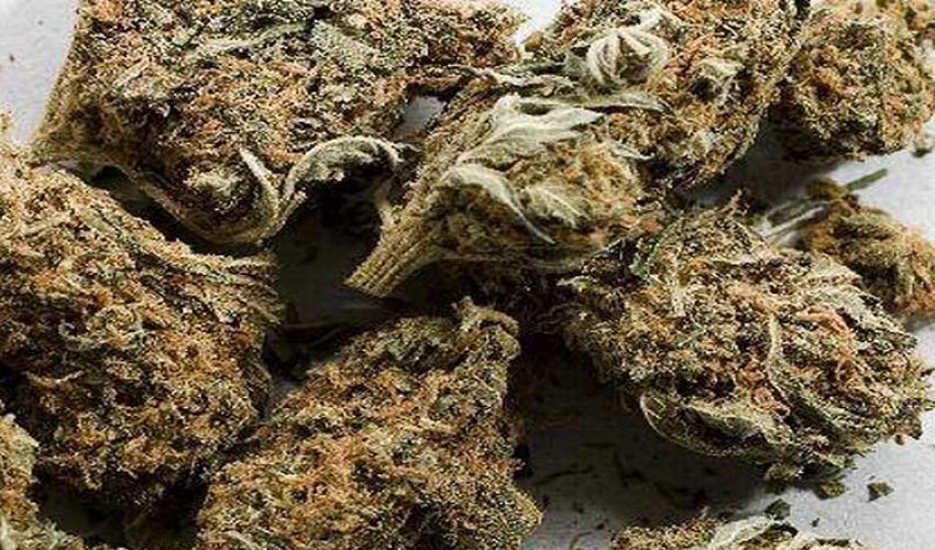  Youth arrested with marijuana and prescription drugs in Dhangadhi