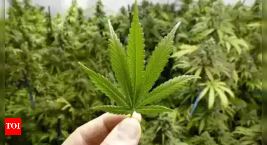  Thailand banning cannabis sales without prescription 3 years after decriminalisation