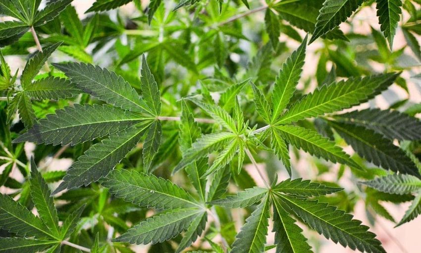 North Carolina Governor Says Marijuana Legalization Can Address Public Health Risks In Unregulated Intoxicating Hemp Market