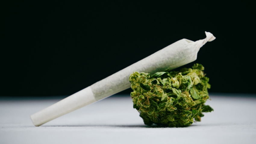 NORML Op-Ed: Debunking Cannabis Potency Myths