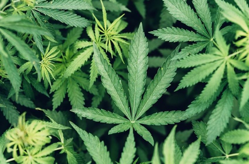 Cannabis Use Is Tied to a Substantially Higher Risk of Death From Cardiovascular Disease