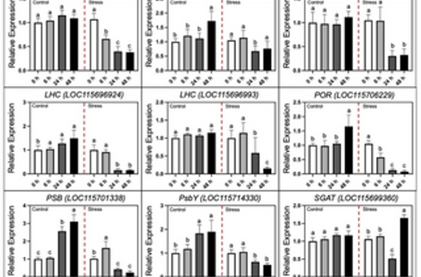 Transcriptomic sequencing and expression verification of identified genes modulating the alkali stress tolerance and endogenous photosynthetic activities of industrial hemp plant
