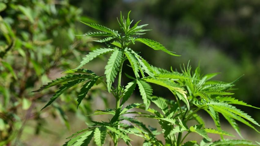 Cannabis use among seniors surges