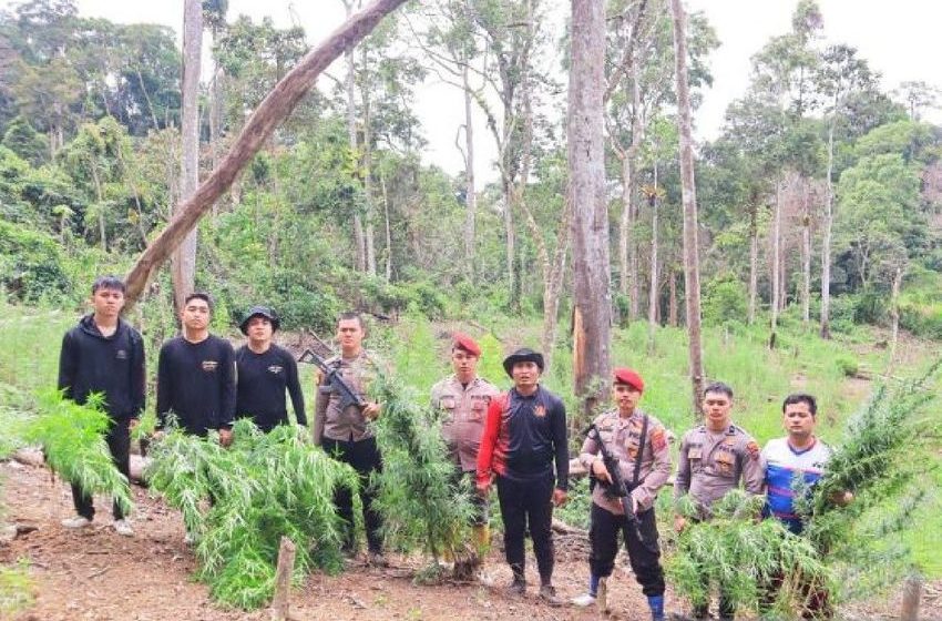 Mandailing Natal Police destroy six hectares marijuana fields