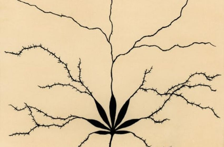 Cannabis use disorder may increase risk for certain psychiatric illnesses