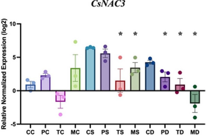  The endophytic fungi Metarhizium, Pochonia, and Trichoderma, improve salt tolerance in hemp (Cannabis sativa L.)