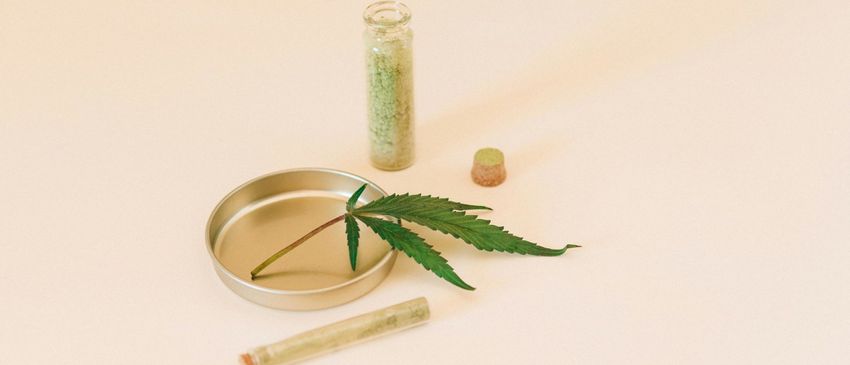 Cannabis Seeds in USA – Legal States Guide