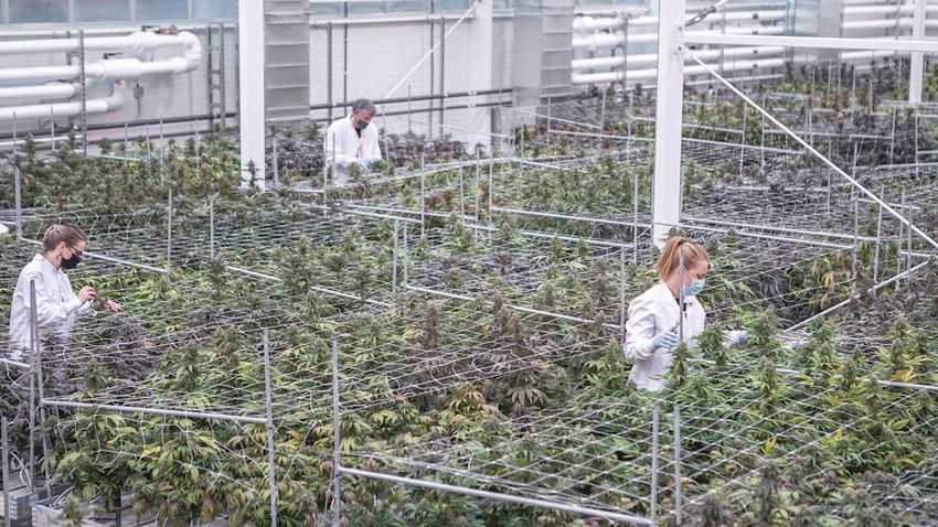  Aurora Cannabis Stock Falls as Canadian Producer Expects International Sales to Decline