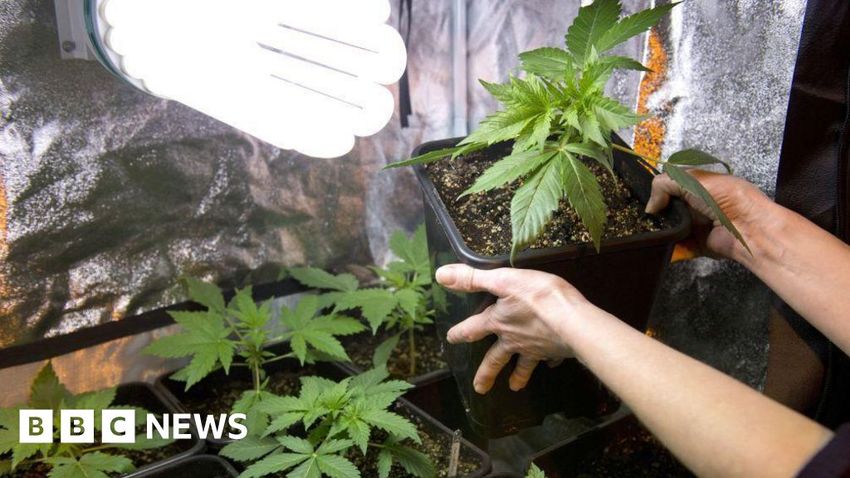  Cannabis worth millions labelled as Yankee Candles