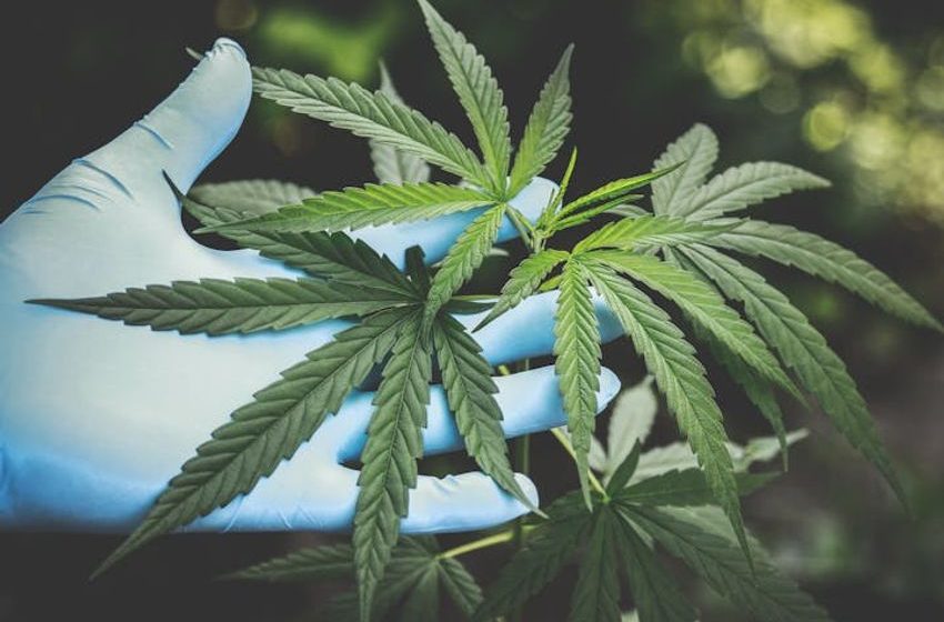 Understanding THC Levels: How Strong Should Your Cannabis Be?