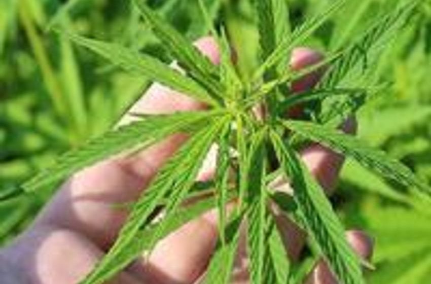 Türkiye to expand cannabis use to pharmaceutical sector