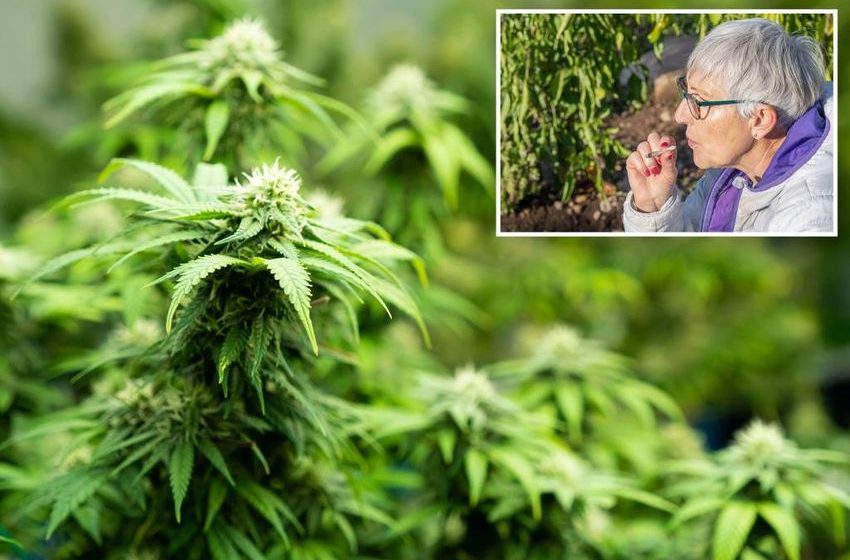  Cannabis use among seniors continues to rise — and so do the health risks