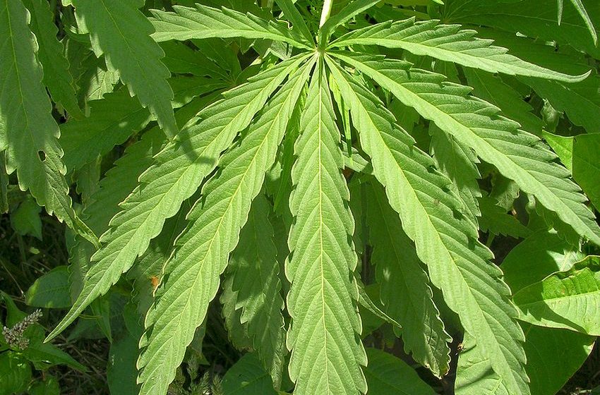 Texas Lawmakers Reined in Recreational THC for More Medical Marijuana
