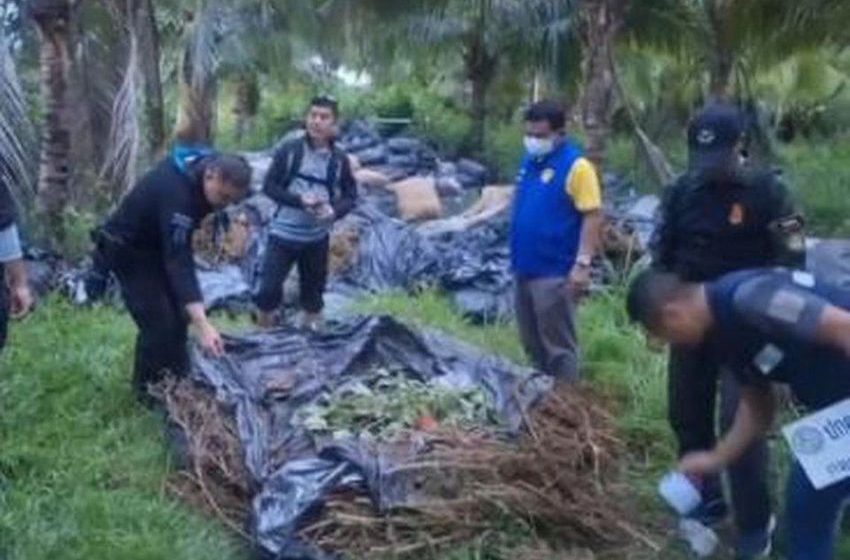 Thai authorities find 620 sacks of cannabis hidden in durian and coconut orchards