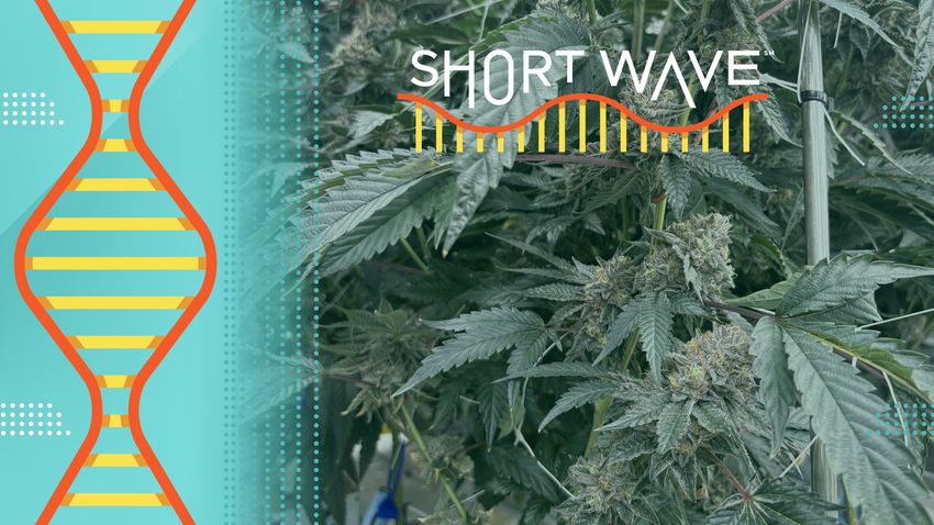 Why weed’s signature scent has changed over time