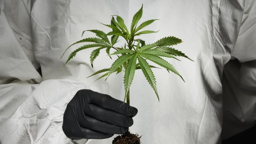 New study shows marijuana doubles your risk of cardiovascular death