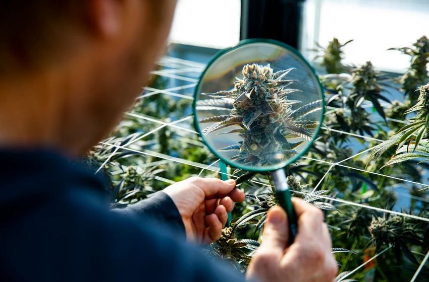MJ And MSOS: Cannabis’ Inevitable Legalization Offers High Upside Despite Blunt Risks