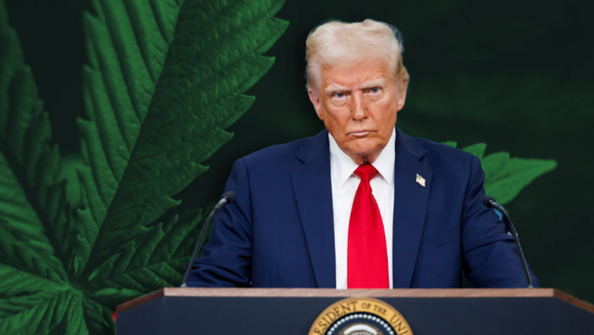 Trump Budget Proposal Rescinds Long-Standing Federal Protections for Medical Cannabis Patients