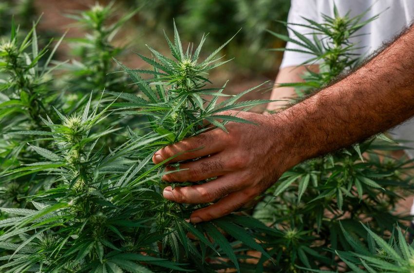  Texas Wants to Kill a Cannabis Boom It Accidentally Helped Stoke