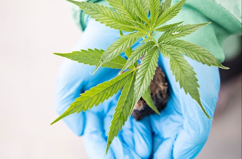 Aurora Cannabis Smokes the Competition with Record Net Revenue – Quarterly Update Report