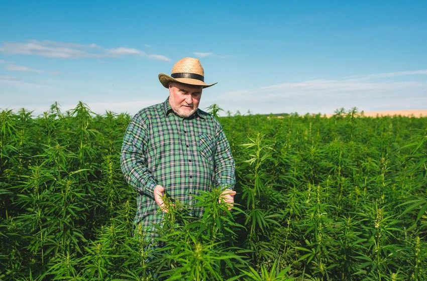 U.S. Seniors Nearly Double Cannabis Use In Just Two Years, Study Finds