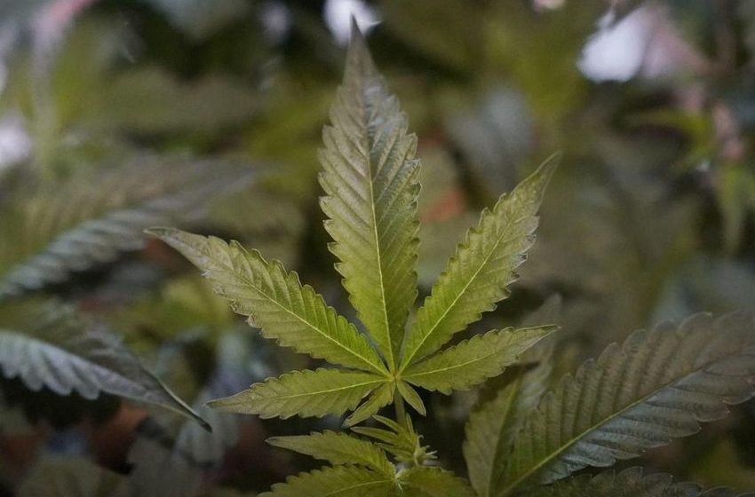  Pre-rolls, marijuana flower sold in Colorado dispensaries recalled for pesticide contamination