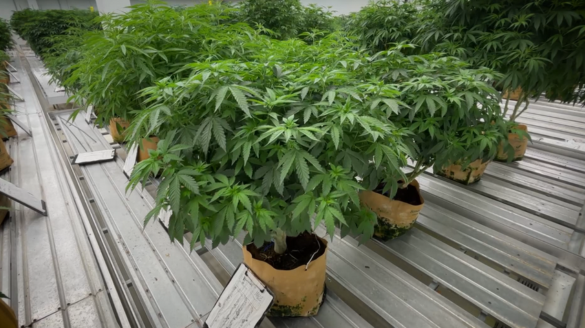  As concern grows over impact of cannabis in Mass., new attention to old health warnings