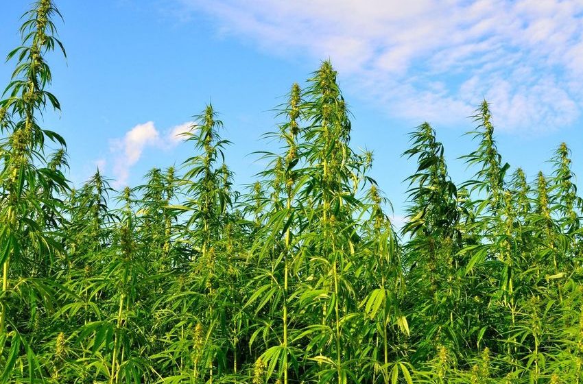  Senate Committee Approves Ban On Intoxicating Hemp To Take Effect In One Year