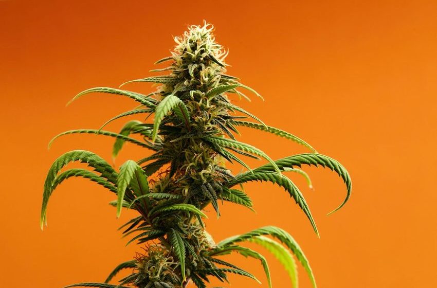  Pennsylvania Lawmaker Files Yet Another Cannabis Legalization Bill