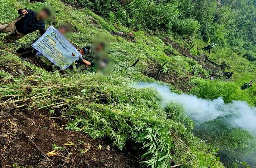 MARIJUANA PLANTATION IN KALINGA BURNED