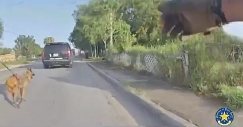 Texas DPS Pursue Drug Smuggler on High-Speed Chase Carrying Nearly 100 Pounds of Marijuana, Illegal Aliens in Vehicle, K-9 Unit Helps Track on Foot (VIDEO)