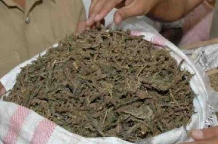 Tripura Police Seize Cannabis Worth Over ₹1 Crore in Twin Operations